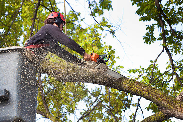 Best Commercial Tree Services  in Derry, PA